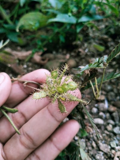 A hand is holding a green plant with thorns and pods. The plant is growing on the ground, surrounded by gravel and green vegetation. The location is Kecamatan Sambirejo, Indonesia, at the coordinates -7.512 latitude and 111.103 longitude. The hand is in focus and the plant is the subject of the photo. The background is out of focus.  The hand is holding the plant stem near the pods. The pods are closed and appear to be green and plump. The plant has several small leaves and the thorns are sharp and prickly. The environment is rural and the ground appears to be rocky with gravel. The plant is likely a Mimosa pudica, also known as the "sensitive plant" or "touch-me-not."