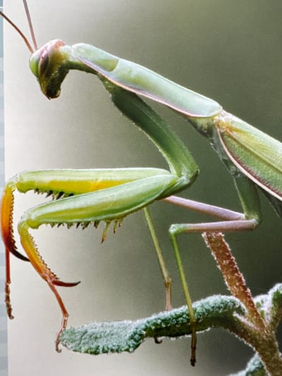 This is a close-up, eye-level, medium shot of a praying mantis. The mantis is predominantly green with some pinkish and yellowish hues. Its body is segmented and appears to be covered in fine hairs, especially on the leafy part it is clinging to. The mantis's forelegs are large and spiny, held in a predatory stance, ready to strike. Its head is visible, with compound eyes and antennae. The background is a soft, out-of-focus green, suggesting a natural environment. The lighting is even, highlighting the intricate details of the mantis's anatomy and its surroundings. There are no people or text visible in the image. The image captures a moment of stillness, likely in a garden or natural habitat, where the mantis is waiting for prey. Given the location context of Gandia, Spain, the environment is likely Mediterranean.