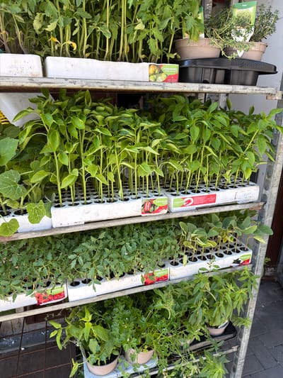 The image shows an overhead shot of a metal shelf or rack containing various plant seedlings, likely for sale. The location is unknown, but the plants' packaging indicates Italian origin (possibly Scordia).
The subjects are:
- Seedlings in trays and pots.
- Trays with cells holding seedlings.
- Pots containing larger plants.
The objects are:
- Metal shelf/rack.
- White plastic trays with grid patterns.
- Plant pots, some stacked.
- Plant labels in Italian: "POMODORO" (tomato), "PEPERONE" (pepper), "TIMO" (thyme).
- Brand name "AS Vival" on a label.
- "HORM PACK 388" printed on a black plastic container.
Actions and interactions are difficult to discern, as the image is static. The plants are being displayed for sale.
The environment appears to be a retail space, likely a garden center or plant nursery. The setting seems to be outdoors, near a paved surface. The lighting is natural daylight.