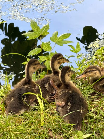 The image shows a group of four ducklings gathered on a grassy bank next to a body of water. The ducklings are fluffy and dark brown with some lighter markings. They are positioned close together, with three in the foreground and one slightly behind and to the right. Green grass and foliage surround the ducklings, and the water in the background has reflections of trees and a bright blue sky. The scene appears to be a natural outdoor setting, likely a pond or slow-moving river.