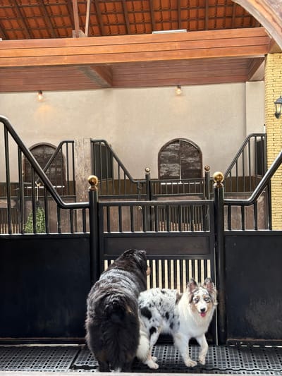 Two dogs are near a metal barrier. One dog is blue merle, lying on its side with its tongue out. The other dog is black and shaggy, standing to the left of the first dog. The background features a building with arched windows and a tiled roof, alongside a staircase with black railings and gold spherical accents. The photo has been rotated.