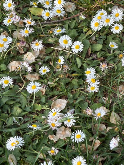 The image shows a patch of daisies growing in Azuqueca de Henares, Spain. The daisies have white petals and yellow centers. The plants are growing amongst green leaves and blades of grass. Some of the daisies are in full bloom, while others are partially closed or withered. There are a few brown, dried-out leaves scattered amongst the green foliage.