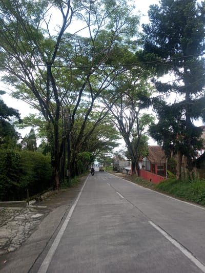 A straight, paved road stretches into the distance, lined with mature trees forming a green canopy overhead. The road has a white line marking the edge of the lane. On the sides of the road are houses and greenery. Two vehicles, a scooter and a yellow vehicle, are moving along the road. The sky is overcast. The image does not contain identifiable elements to place the location in Xayabury District, Laos.