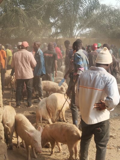 The image depicts an outdoor pig market or gathering situated in Unguwan Rimi, Nigeria. Numerous individuals, primarily adult males, are observed amidst multiple live pigs on a dry, dusty, unpaved ground surface under bright daylight. The participants are dressed in casual attire, including t-shirts, long-sleeved shirts, and trousers, with several wearing various forms of headwear such as baseball caps and beanies. Some individuals are actively tending to the pigs, with at least one person in the mid-ground holding a rope attached to a pig. In the immediate foreground, a person in a light-colored long-sleeved shirt and dark trousers stands with hands on hips, facing away from the viewer. Multiple pigs, exhibiting light pinkish-beige to light brown coloration, vary in size from piglets to larger adults and are seen standing, walking, or rooting on the ground. The background features dense green foliage, including discernible palm trees, and a low structure or wall, all under a hazy or dusty atmospheric condition.