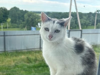 A medium shot captures a white and grey cat sitting indoors, looking directly at the camera. The cat has green eyes and pink whiskers, with grey patches on its head and back. It is positioned in front of a window, which offers a view of a rural landscape with green fields, trees, and a metal fence. The sky is overcast. There are no people or other animals visible in the frame. The image appears to have been taken in the city of Tuishevo, Russia.