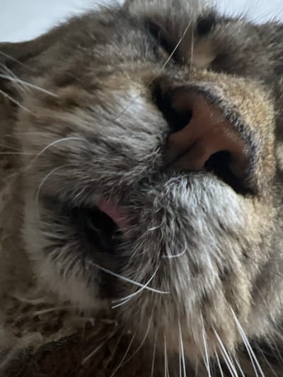 The image is a close-up, low-angle shot of a domestic cat's face. The focus is on the cat's nose, mouth, and whiskers. The cat's fur is a mix of brown, gray, and black stripes, typical of a tabby cat. The cat's nose is dark pink, and its mouth is slightly open, revealing a pink tongue. The whiskers are long and white. The background is blurred and appears to be a light-colored surface, possibly a blanket or a wall. There are no discernible elements in the image that would allow for the identification of a specific location in Markova, Russia, or any human presence. The scene is entirely focused on the cat.