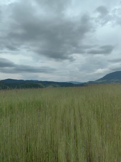 The image shows a field of tall, green grass in an open landscape. In the distance, there are hills and mountains. The sky is overcast with gray clouds.
The image does not provide enough information to determine if the location is in Rozino, Bulgaria or to describe any people, subjects, objects, actions, or interactions.