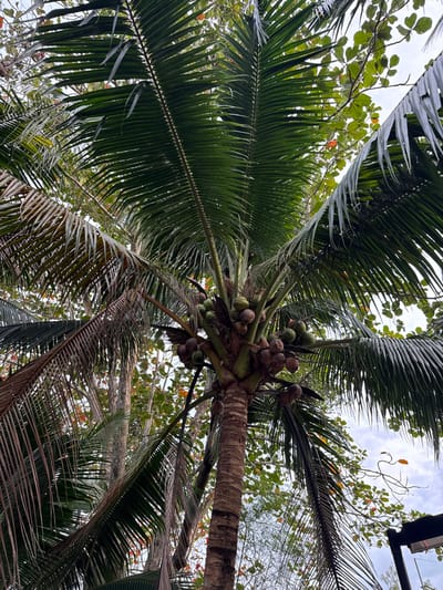 A mature coconut palm (Cocos nucifera) stands prominently, viewed from a low angle looking upwards, in Kamala, Thailand. The tree features a textured, segmented brown trunk and a crown of numerous large, green pinnate fronds. Some older, lower fronds appear dried and brownish. Multiple clusters of coconuts, varying in color from green to brown, are visible among the frond bases, indicating different stages of maturity. Dense green foliage from other trees, interspersed with leaves exhibiting reddish-orange tones, forms the background. Patches of bright, possibly overcast, sky are visible through the canopy gaps. A dark-colored structure, potentially part of an outdoor light fixture or building element, is partially visible in the lower right foreground. No people or specific actions are discernible.