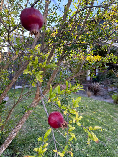 In Aliso Viejo, California, USA, a mature pomegranate tree is captured in an outdoor setting, likely a residential yard. Two ripe, deep red pomegranates are the primary subjects, suspended from branches amidst a dense collection of green and yellowing leaves. The larger, more prominent pomegranate hangs from a branch in the upper left quadrant of the image, while a second, slightly smaller fruit is visible lower and to the right. The tree's bark is a rough, textured grey-brown. The background consists of a neatly manicured green lawn, a brick pathway, and various other shrubs and plants, suggesting a well-maintained garden environment. The lighting indicates it is daytime, with sunlight casting shadows and illuminating the foliage. No people are present in the scene.