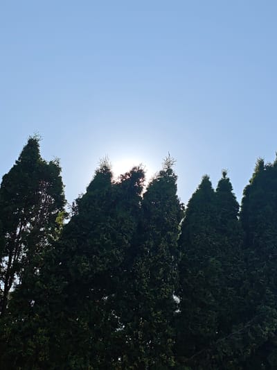 The image depicts a clear blue sky with the sun shining through the tops of a row of tall, dark green coniferous trees. The sun is partially obscured by the foliage, creating a bright halo effect and casting a soft light. The trees are dense and appear to be a uniform species, possibly cypress or juniper, with their characteristic conical shape. The scene suggests an outdoor setting, likely a garden, park, or the edge of a forest. The bright sky and the clear visibility of the sun indicate it is daytime, likely late morning or early afternoon, given the angle of the sun. There are no people or man-made objects visible, focusing the attention entirely on the natural elements of trees and sky. The overall mood is serene and natural, with the vibrant green of the trees contrasting against the expansive, cloudless sky. The location context provided, Mława, Poland, places the scene in a European setting, although no specific landmarks or distinguishing features are visible within the frame to confirm this definitively. There is no visible text in the image.