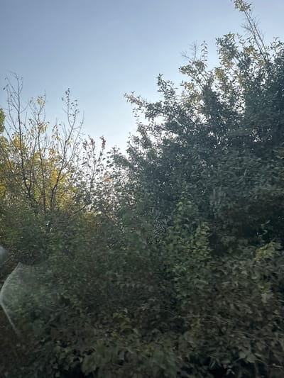 A wide-angle, outdoor, medium shot shows a dense cluster of trees and foliage against a pale blue sky. The trees on the left are thinner and appear to be losing their leaves, with some showing yellow and brown coloration, suggesting it is autumn. These trees are less dense, allowing more of the sky to be visible through their branches. To the right, the trees are significantly more dense and leafy, with dark green foliage obscuring the sky. The overall impression is one of a natural, undeveloped area, likely on the outskirts of a settlement. The image was taken in Sadovoe, Moldova. There are no people or specific objects of interest visible; the focus is entirely on the vegetation and sky. The lighting suggests it is daytime, possibly late afternoon, with a slight glare visible on the lower left side, hinting at a reflective surface such as a window or a vehicle's windshield.