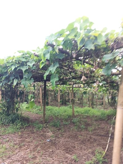 The scene depicts an agricultural plot in Clacuc, Timor-Leste. A trellis system constructed from numerous vertical and horizontal bamboo poles supports a dense canopy of green-leafed vines overhead. Elongated, light-colored fruits are visible hanging from the vines at various points. The ground beneath the trellis is mostly bare, compacted earth with scattered brown leaf litter and patches of lighter green ground cover, particularly toward the mid-ground. A small piece of blue and white debris, possibly plastic, lies on the ground in the foreground-center. The background shows further rows of similar trellis structures receding into the distance, partially obscured by the foreground canopy. The sky, visible at the top, is uniformly bright white, suggesting overcast conditions. No individuals are present in the image.