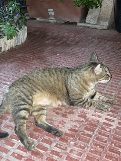 A tabby cat lies on a red brick patio. The cat is facing right and its body is oriented diagonally across the frame. The cat has a light-colored belly with faint tabby stripes. The patio is made of rectangular bricks laid in a basketweave pattern. In the background, there are large terracotta planters with green plants. To the left of the planters is a textured, light-colored decorative border. The scene appears to be outdoors, likely in a courtyard or garden. The image was taken in Sabadell, Spain.