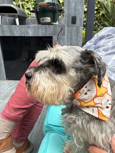 The image shows a close-up of a Miniature Schnauzer dog, wearing a bandana with a cartoon animal print. The dog is a grayish-black and white with a prominent beard and bushy eyebrows. It is sitting in the lap of a person wearing a blue and white checkered shirt, with their legs covered in red pants. The background is out of focus but appears to be an outdoor setting with greenery and what looks like an outdoor cooking appliance, possibly a grill. The scene is likely in a residential outdoor area, common in cities like Huixquilucan de Degollado, Mexico, where such amenities are often found in homes.