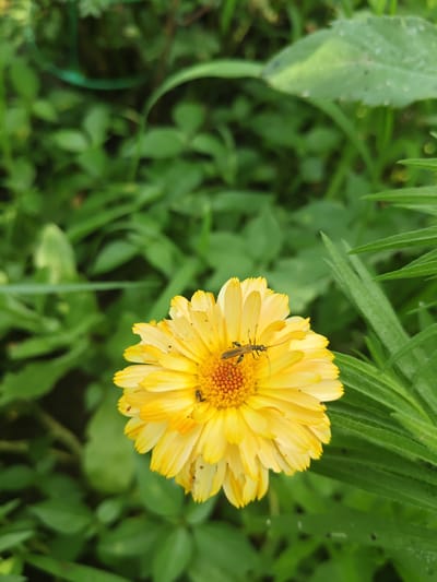 In Unarokovo, Russia, a close-up, high-angle shot captures a yellow calendula flower in full bloom. The flower, with its intricate petals and a bright orange center, is the primary subject. Two insects are visible on the flower: a larger, dark-colored insect with long antennae is perched on the petals, and a smaller, darker insect is located near the center. The background is a blur of lush green foliage, suggesting a garden or natural outdoor setting. The lighting is natural, illuminating the vibrant colors of the flower and the details of the insects.