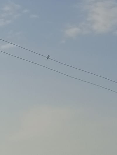 The image depicts a clear sky with some scattered clouds. Two parallel power lines are visible traversing the frame diagonally from the upper left to the lower right. Perched on the upper power line is a small, dark-colored bird. The overall lighting suggests it is daytime. The environment appears to be outdoors, likely an open area given the visibility of the sky and power lines. No specific landmarks or contextual details are present to indicate the precise location within Katon Rikkos, Nigeria.