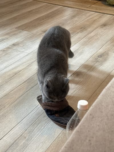 A gray cat is standing on a dark slipper on a wooden floor. To the right of the slipper is a clear plastic bottle with a white cap. The floor is made of light brown planks. There is no indication of the cat's location in Szczecin, Poland.