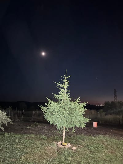 This is a nighttime photograph taken in Marinka, Bulgaria. The scene is outdoors, with a dark, clear sky suggesting it is nighttime. The moon is visible as a bright, luminous orb in the upper left quadrant of the image. A small, young evergreen tree, possibly a spruce or fir, stands in the foreground, its branches reaching towards the left. The tree is planted in a patch of dark soil, surrounded by grass and a few small stones. In the background, the landscape is dark and indistinct, with hints of trees and a distant structure that appears to be a transmission tower. To the right of the tree, a red object, possibly a marker or a small container, is visible in the dirt. The overall mood is tranquil and serene, emphasizing the quiet beauty of the night sky and the planted tree. There is no visible text in the image. The lighting conditions are low, with the primary light sources being the moon and possibly faint distant artificial lights. The weather appears clear.