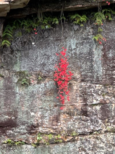 A medium shot captures a weathered rock face, upon which sparse vegetation clings and blossoms. Most prominently, a mass of bright red flowers blooms from a crevice, standing out against the gray and brown tones of the rock. To the left, ferns and other greenery grow, their colors more muted compared to the vibrant red flowers. The rough texture of the rock is detailed with visible cracks and surface wear. This image was taken in the city of Zhonghu, China.