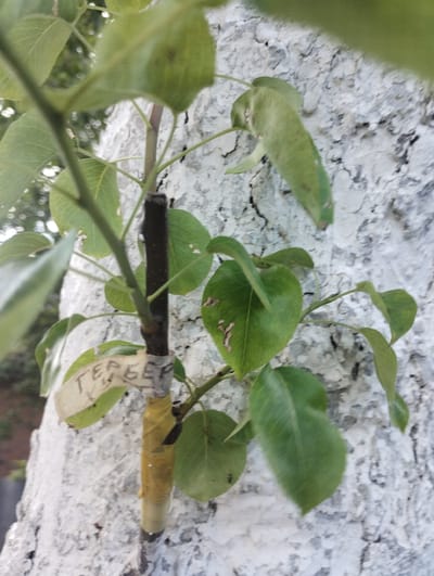 The image shows a close-up view of a thin branch with green leaves, possibly from a tree or shrub, set against a textured, light-colored surface, likely a wall. The branch appears to be grafted or repaired, with a dark, elongated object wrapped in yellow tape on its lower section. A white label or tag is attached to this section, with some handwritten text visible, though it is partially obscured and difficult to read clearly. The leaves are broad and oval-shaped with visible veins. The background suggests an outdoor setting, possibly a garden or yard, with hints of greenery and blurred shapes in the distance. The lighting suggests it might be daytime, but the overall mood is neutral and observational, focusing on the detail of the plant and the repair work. The location context of Sumy, Ukraine, provides a regional backdrop to the scene.