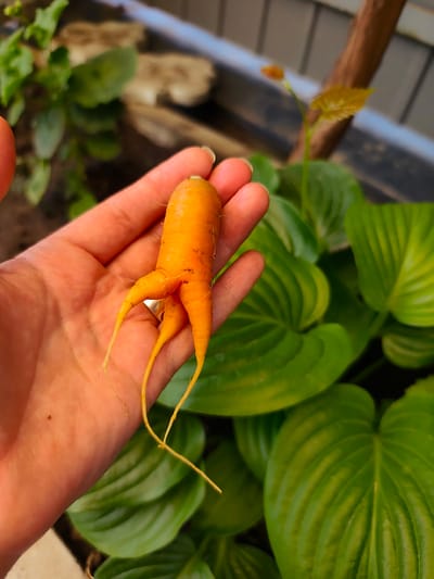 In Durlești, Moldova, a person's hand, exhibiting a light tan skin tone, is holding a single, unusually shaped carrot. The carrot is bright orange and appears to have split into three distinct root-like appendages at its lower end. The fingers are slightly curled around the vegetable. In the background, out-of-focus, are lush green hosta plants with large, ribbed leaves, and a wooden structure that suggests an outdoor setting, possibly a garden or greenhouse.