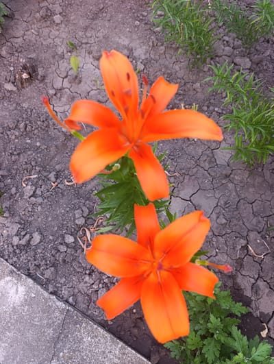 The image displays two vibrant orange lilies in a garden setting. The lilies are in full bloom, with their petals unfurled, showcasing their striking color and delicate stamens. One lily is positioned in the upper half of the frame, slightly to the left, while the second lily is located in the lower right portion. Both flowers exhibit a healthy appearance.
The ground around the lilies appears to be dry and cracked soil, suggesting a warm or arid climate. Scattered dry plant debris and small pebbles are visible on the soil's surface. To the right of the lilies, a cluster of slender green plants adds a touch of contrasting color and texture to the scene. In the lower left corner, a concrete border or path is partially visible, indicating the edge of the garden bed.
The lighting suggests it is daytime, likely during sunny weather, as the colors are bright and the shadows are not prominent. There are no people or specific events depicted, rather it is a still life of natural elements. The overall mood is serene and natural, highlighting the beauty of the flowers. No text is visible in the image. The location context provided is Țînțăreni, Moldova.