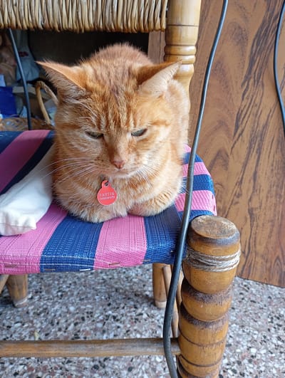 An orange tabby cat with a red ID tag that reads "RASTIK +5492813074729" is lying on a striped chair. The chair has blue and pink stripes and is on a speckled ground. The cat appears to be relaxed or possibly tired. The background consists of a woven wicker-like material, a black wire, and a wooden surface with a wood grain pattern. The lighting suggests it is daytime, possibly outdoors or in a well-lit area. The scene appears to be in Tolosa, Argentina.
