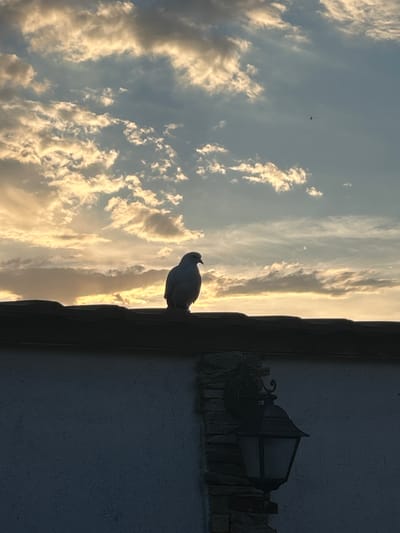 A silhouette of a dove perched on a roof against a sunset sky is captured in this image. The dove is facing left, with its head slightly turned. The sky is filled with clouds illuminated by the setting sun, creating a warm, orange and yellow glow. In the distance, a tiny dark speck in the sky might be another bird or an insect. Below the roofline, a textured wall is visible, with a rustic outdoor lantern mounted on a stone facade on the right side of the frame. The overall impression is one of tranquility and the beauty of nature at dusk. The image does not depict the city of Войводино, Bulgaria.