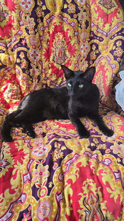 A sleek, black cat with vibrant green eyes is resting on a brightly colored, patterned fabric. The fabric features a complex design with red, yellow, and purple paisley and floral motifs. The cat is lying on its side, with its front paws extended forward and its hind legs tucked underneath. The cat's body is elongated, and its tail is partially visible. The lighting suggests it might be indoors, possibly near a window, as there is a slight dappled shadow on the fabric to the cat's left. The background consists entirely of the patterned fabric. No information about the city of Малая Белоносова, Russia, is present in the image.
