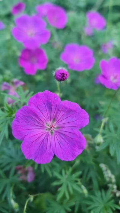 This is a vertical, close-up, macro photograph of purple geranium flowers with green foliage. The primary focus is a large, open purple flower in the foreground, showing its five petals with darker veining and a light green center. Behind this flower, several other purple geranium flowers are visible, some in full bloom and others as buds, all set against a backdrop of lush green leaves. The scene is outdoors, suggesting a garden or natural setting, and appears to be located in the village of Kivyliai, Lithuania. The lighting is natural, and the depth of field is shallow, blurring the background to emphasize the subject. There are no people or animals present.