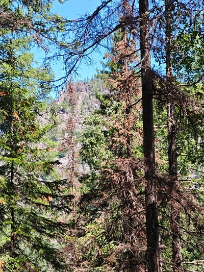 The image depicts a dense forest in Aigir, Russia, dominated by coniferous trees. In the foreground, several trees are visible, including a large, dark-barked tree with dry, brown branches and sparse needles, suggesting it may be dead or dying. To its left, a vibrant green conifer with orange-tinted needles stands tall. In the background, a rocky mountain slope is partially visible through the foliage, covered with scattered trees. The sky is a clear, bright blue. The scene is typical of a natural mountain forest environment, likely captured during daylight hours. There are no people or animals visible in the image.