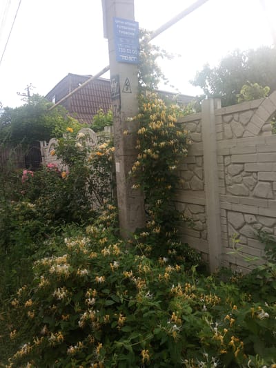 This image depicts a residential area in Lymanka, Ukraine, characterized by lush vegetation and a concrete fence. In the foreground, a dense cluster of honeysuckle plants with white and yellow flowers is in full bloom, creating a vibrant, naturalistic tapestry. The plants climb and sprawl, obscuring much of the lower portion of a concrete utility pole situated to the right of the frame.

The utility pole itself is a significant feature, adorned with a blue sign that displays text in Ukrainian, indicating "GPON-INTERNET," "TELEPHONY," and a phone number. A warning symbol, resembling a triangle with a lightning bolt, is visible on the pole below the sign.

Behind the honeysuckle, a white brick fence with a decorative stone pattern forms the boundary of a property. The fence has arched sections and is capped with concrete. To the left of the fence, a dark metal gate is partially visible, suggesting an entrance to the property. Beyond the fence, a house with a brown tiled roof and green trees can be seen, indicating a suburban or semi-rural setting. The sky is overcast, contributing to a soft, diffused lighting condition. The overall scene conveys a sense of natural beauty and domestic life.