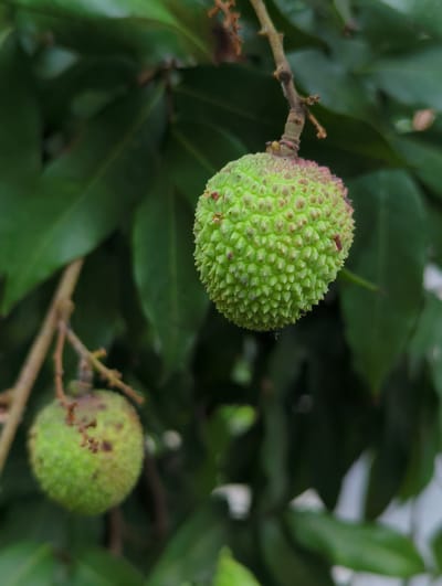 The image shows two unripe lychee fruits attached to branches surrounded by green leaves. The lychees are primarily green with some pinkish hues at the top, indicating early stages of growth. The scene is likely located in a tropical or subtropical region suited for lychee cultivation, which could be in Shunde District, China, where such fruits are grown.