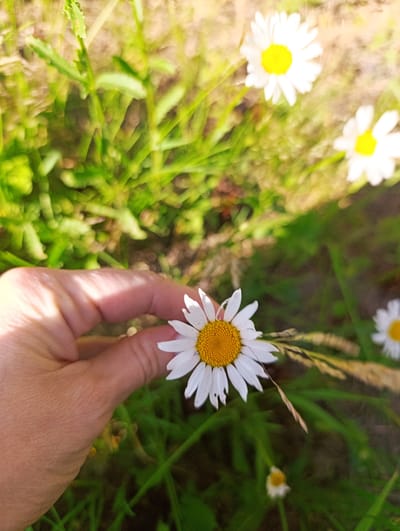 In this close-up, shallow-depth-of-field shot, a person's hand is holding a single daisy flower. The daisy has white petals and a bright yellow center. The hand is positioned in the foreground, with the thumb and index finger gently pinching the stem of the flower. The background is a blur of green grass and some out-of-focus daisies, suggesting a natural, outdoor setting. The lighting indicates it is daytime, likely sunny, due to the bright highlights on the hand and the overall illumination. The scene evokes a sense of simple pleasure and appreciation for nature, potentially during a summer day in Ivanovskoe, Russia. There is no visible text in the image.