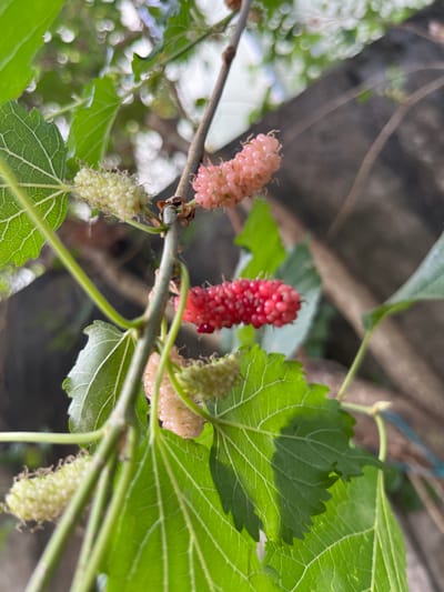 The image shows a close-up of a mulberry tree branch with several mulberries at different stages of ripeness. Some berries are white and unripe, while others are pink and red, indicating they are ripening or ripe. The mulberries are clustered together on the branch, with green leaves also visible. The background is blurred, showing more foliage and a textured surface, possibly a wall or tree bark. The scene appears to be outdoors, with natural lighting. The specific location in Mataram, Indonesia, is not evident from the visual information provided in the image.