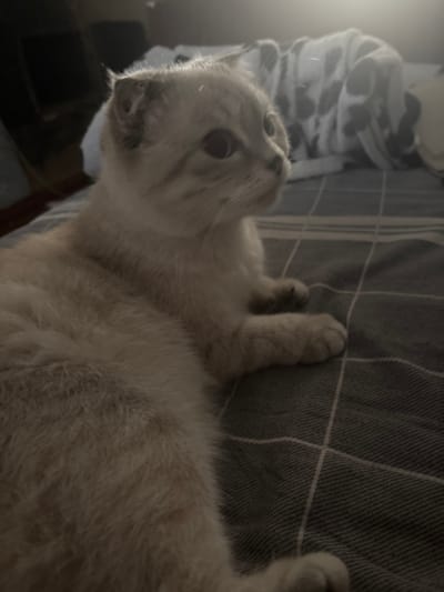 In a dimly lit room, a light-colored Scottish Fold cat lies on a grey plaid blanket. The cat is facing to the right, with its head slightly turned towards the camera. Its fur appears soft and fluffy, with some darker markings on its ears and face. The background is out of focus, showing what appears to be a bed with a blanket, and possibly a window with sunlight streaming in. The image provides a close-up view of the cat and its immediate surroundings. There are no people or other animals visible in the image. The scene is domestic and appears to be taken indoors.