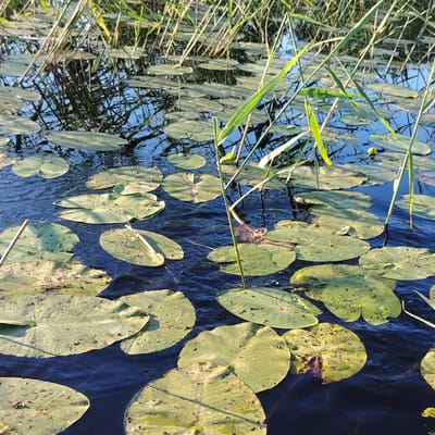 A high-angle, full shot captures a dense cluster of lily pads floating on dark, rippling water. Tall, green reeds rise from the water's surface, some leaning over the lily pads. The lily pads are mostly round and green, with some showing signs of damage and discoloration. The water reflects the sky and reeds, creating a dappled effect. The scene appears to be a natural body of water, likely a pond or slow-moving river, within the vicinity of Vecslabada, Latvia. There are no people or animals visible in the image.