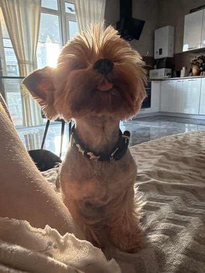 The image shows a small, tan Yorkshire Terrier with a dark collar lying on a textured blanket. The dog is positioned with its head facing towards the right of the frame, and its tongue is slightly visible. The background appears to be an indoor setting, possibly a bedroom or living area, with curtains and windows suggesting a view of buildings outside. Sunlight is streaming through the window, creating a bright and warm atmosphere, indicating it might be daytime. The focus is primarily on the dog and the immediate surroundings of the blanket, with other elements of the room blurred. There is no visible text in the image. The overall mood is relaxed and cozy, with the dog appearing to be resting. The location context is Rossiyskiy, Russia.