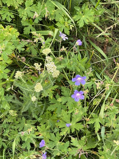 The image shows a close-up view of various green plants and wildflowers growing in a field. The scene is dominated by lush green foliage, with several purple wildflowers in bloom. The flowers appear to be a type of Geranium, with five petals and distinct darker veins. Some of the flowers are fully open, displaying their vibrant purple color, while others are still in bud or partially closed.

Interspersed with the purple flowers are clusters of small, white, ball-shaped blossoms, which resemble Queen Anne's Lace or yarrow. These white flowers add a textural contrast to the scene. The plants are growing amidst tall green grasses and other wild vegetation, creating a natural and somewhat wild setting.

The lighting suggests it is daytime, likely a sunny or partly cloudy day, as the colors are well-saturated and there are some subtle shadows. There are no people or animals visible in the image. The overall impression is one of natural beauty and the abundance of wild flora. The location context of Kaindy, Kyrgyzstan, suggests an outdoor environment, possibly a meadow or a roadside verge in a mountainous or hilly region. There is no visible text in the image.