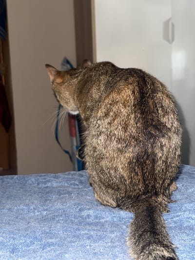 This is a close-up, vertically oriented photograph of a cat's back and tail, which is resting on a blue, textured surface. The cat has a tabby coat with brown and black stripes. The background is blurred, but appears to be an indoor setting with light-colored walls and shelves or furniture. The lighting suggests it's daytime. The image focuses on the cat's fur and the texture of the blue fabric. There is no visible text in the image.