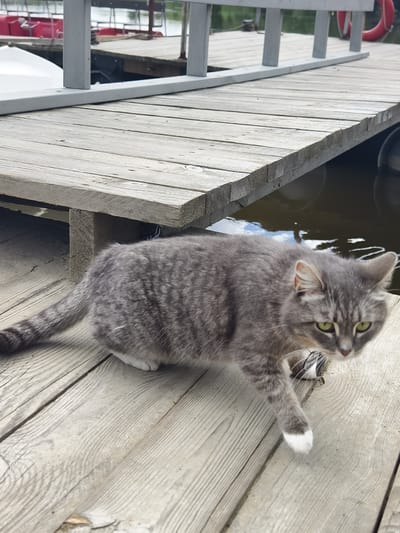 An adult, gray tabby cat with green eyes and a white right front paw is walking on a wooden pier over water. The cat is facing to the right of the frame, with its body angled towards the viewer. The pier is constructed of weathered wooden planks and extends towards the background, where railings and a red boat are visible. The water beneath the pier is dark and reflects the sky. The scene appears to be located in Онохино, Russia, likely a waterfront area.