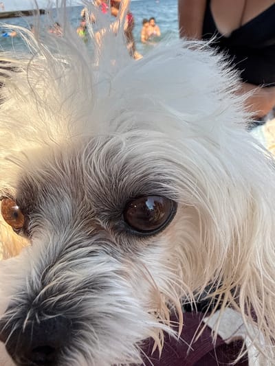 A close-up, eye-level, outdoor, daytime shot shows the face of a small white dog with light brown eyes, looking directly at the camera. The dog has shaggy, white fur with dark grey undercoat, which is slightly wet. Its left eye is in sharp focus, revealing reflections of people and the sea. In the background, out of focus, are several people wading in the sea, with a pier or jetty visible in the distance. The water appears calm. The scene is likely at a beach in Partenit, Ukraine, given the context provided by the user.