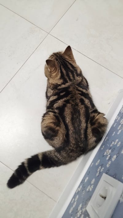 A tabby cat lies curled on a white tiled floor in a room with a light blue floral patterned wallpaper and a white baseboard. An electrical outlet is visible near the wall. This location is in Yerzovka, Russia.