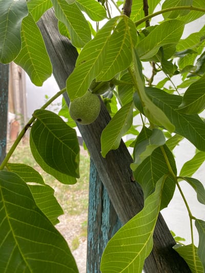 This image shows a close-up of green walnut leaves and a developing walnut against a blurred background. A weathered, weathered blue wooden post runs diagonally through the frame, with some texture visible on its surface. The leaves are vibrant green with clearly defined veins and appear to be part of a tree or shrub. A single, small, green walnut is visible hanging from a stem amongst the leaves. The background is out of focus, showing a hint of a lighter-colored structure and some ground cover. The overall impression is a natural, outdoor scene, possibly in a garden or yard within the Зыбинское сельское поселение, Ukraine.