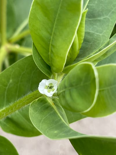 The image is a close-up, top-down shot of a small white flower with green accents, nestled among vibrant green leaves. The flower is delicate, with four visible petals and a slightly darker, intricate center. Fine, white hairs are noticeable on the stem and edges of some leaves, adding texture to the plant. The leaves are broad and ovate, with prominent vein patterns. The background is a soft, out-of-focus blur of neutral tones, suggesting an outdoor setting, possibly a garden or natural environment. The lighting appears to be soft and diffused, hinting at an overcast day or shaded location. No people, text, or specific events are depicted. The overall mood is serene and focuses on the natural beauty of the plant.