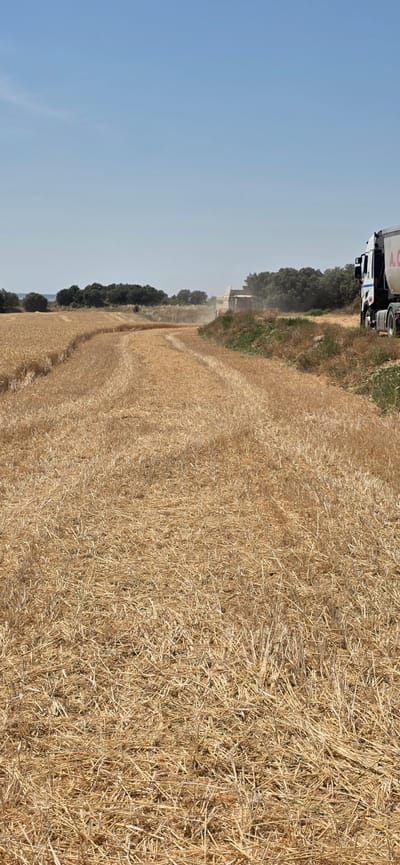 In Angüés, Spain, a combine harvester is actively engaged in harvesting a wheat field under a clear blue sky. The field is characterized by dry, golden stubble, indicating the wheat has been cut. A white truck, possibly a grain truck, is parked on the right side of the frame, its trailer adorned with red lettering that is partially visible. In the background, a line of green trees and vegetation borders the field. The image captures a moment of agricultural activity under the summer sun.