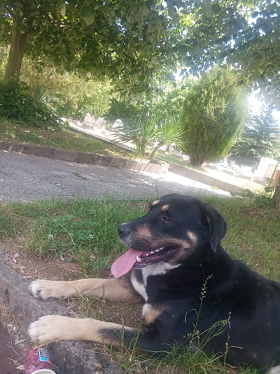 The image displays an outdoor scene in the city of Zemen, Bulgaria, under bright daylight with dappled sunlight. A medium-sized dog, predominantly black with tan markings on its muzzle, brow, and legs, and a white patch on its chest, is positioned in the foreground. The dog is lying on its right side in green grass, with its front paws resting on a concrete curb. Its mouth is open, and a pink tongue is extended, indicating panting.
In the bottom-left foreground, the toe of a person's left foot, wearing a pink and black patterned shoe, is partially visible. Behind the dog and parallel to the curb, a grey concrete paved path featuring a circular pattern extends into the midground. The environment is characterized by dense green foliage, including the canopy of large deciduous trees overhead that provides shade, various shrubs, and a prominent tall, conical evergreen tree in the right midground. A yucca-like plant is visible on both sides of the paved path. In the distant background, partially obscured by vegetation, are parts of white structures and a light-colored vehicle, suggesting a developed area.