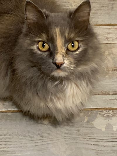 A close-up, eye-level shot shows a fluffy, long-haired cat with yellow eyes, predominantly grey fur with patches of tan and white, looking directly at the camera. The cat is positioned on a wooden surface with a planked texture and a light, weathered appearance, suggestive of flooring or a table. The background is out of focus. The image does not contain any information that can be used to determine its location in Kushchovskaya, Russia, nor does it depict any people, actions, or interactions.