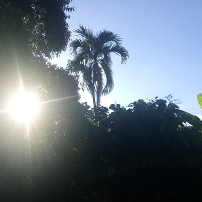 The image depicts a bright sun shining through lush green foliage. The sun's rays are strong, creating a lens flare effect that illuminates the leaves and branches. A palm tree stands tall in the background, silhouetted against a clear blue sky. The scene appears to be in a tropical or subtropical environment, possibly El Limón, Venezuela, given the vibrant vegetation and clear sky. No people or specific objects are identifiable beyond the natural elements.