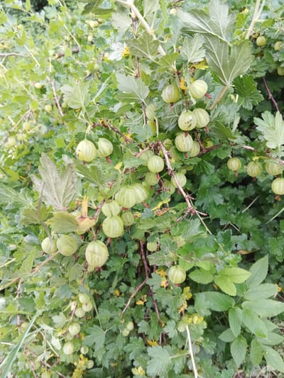 This is a medium shot, eye-level, vertical photograph of a gooseberry bush heavily laden with unripe green berries. The bush is dense with vibrant green leaves and branches, some of which are woody and thorny. The gooseberries are round to oval-shaped and vary in size, with some appearing larger and more developed than others. They are clustered along the branches, some hanging singly and others in small groups. A few small yellow flowers are also visible amongst the foliage, indicating it is likely late spring or early summer. The lighting suggests it is daytime, possibly overcast given the diffused light. The background is a blur of more green foliage, suggesting the bush is in a natural or garden setting. There is no visible text. The overall impression is one of abundance and the natural process of fruit development in a rural or garden environment. The location context provided is Suvorov, Russia.